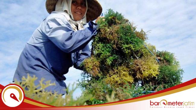 Berkontribusi Besar, Rumput Laut Jadi Komoditas Kelautan dan Perikanan Unggulan di&nbsp;Jatim