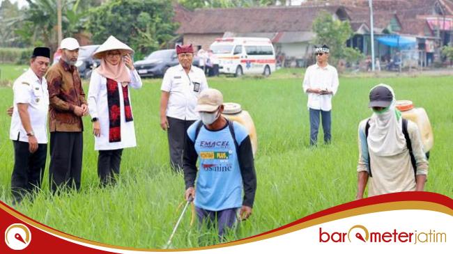Permintaan Tinggi, Beras Organik Banyuwangi Tersedia di 18.000 Supermarket&nbsp;se-Indonesia