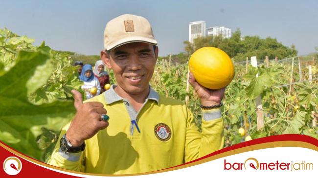 Pemkot Surabaya Bareng Poktan Panen 2 Ton Golden Melon, Warga Bisa Beli Petik&nbsp;Sendiri!